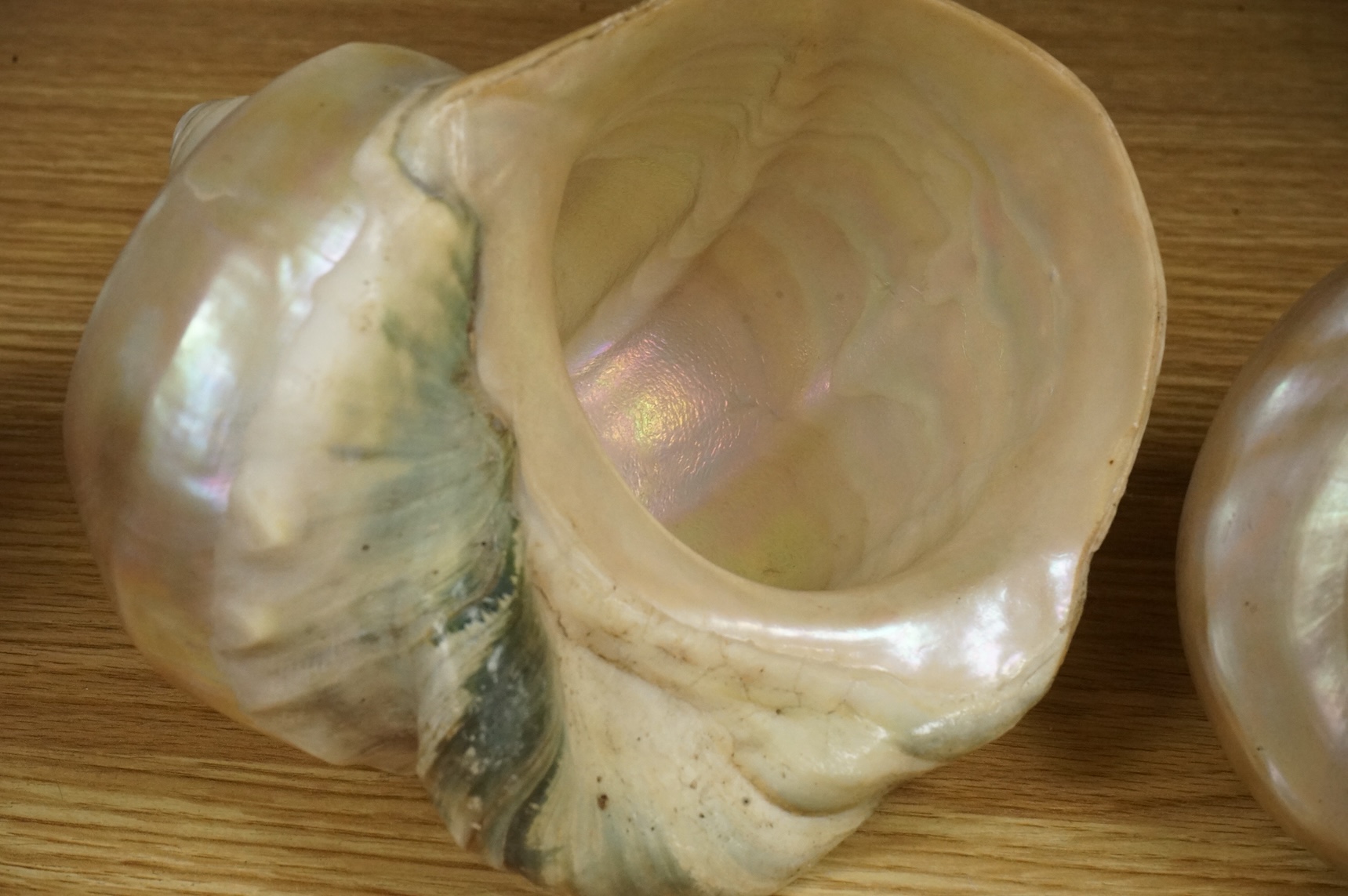A pair of Turbo Marmoratus shells, each approximately 16cm wide.